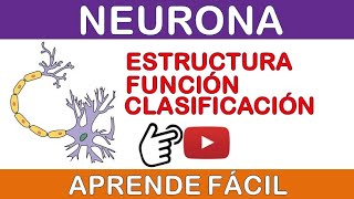 NEURONA ESTRUCTURA FUNCIÓN CLASIFICACIÓN ¡FÁCIL Y SENCILLO [upl. by Acus]