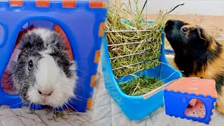 Cool Guinea Pig Items from Singapore [upl. by Elinnet818]