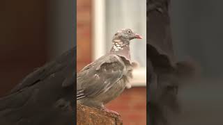 Wind fluffed pigeon [upl. by Jamnes482]