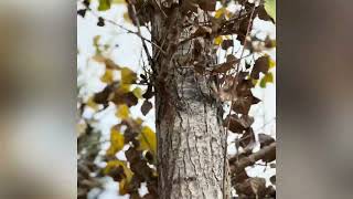 Cottonwoods on the farm autumn leaves foliage cottonwoods farmtrees [upl. by Bogoch282]