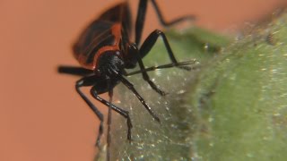 Die Gemeine Feuerwanze Pyrrhocoris apterus Macro  The firebug [upl. by Cindra]