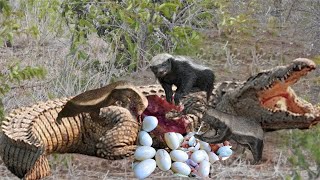 Crocodile Was Painfully Bitten By Honey Badgers When He Risked His LifeTo Attack Baby Honey Badger [upl. by Gide]