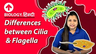 Differences between Cilia amp Flagella  Hindi  Biology [upl. by Williams]