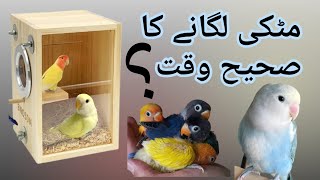 When to give breeding boxes to your Birds  Tips for breeding season love4birds [upl. by Letreece]