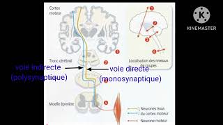 LVWSVT  TRAJET DE LINFLUX NERVEUX DANS LA MOTRICITÉ VOLONTAIRE [upl. by Eidissac]