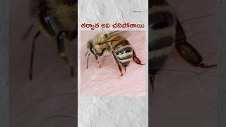 🤔 What Happened to honey bees after they hit  telugu facts [upl. by Magree]