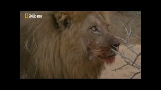 Documental de Leones  National Geographic Documentales  EL REY DE LA MANADA [upl. by Diet]