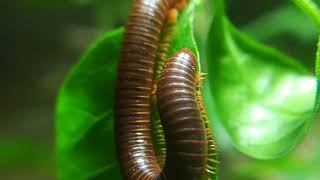 KAKI SERIBU LUWING MILLIPEDE [upl. by Yrrok]