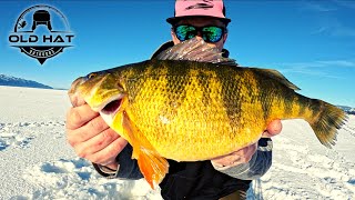 The BIGGEST Perch Ive Ever Seen  Lake Cascade Ice Fishing [upl. by Purdy]