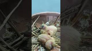 Hatching Pigeon Eggs Day 3 shorts [upl. by Naraj]