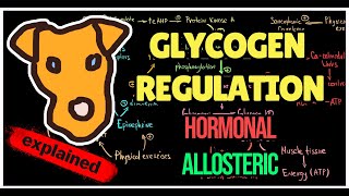 Glycogen regulation by Insulin and GlucagonEpinephrine USMLE Biochemistry [upl. by Shull]