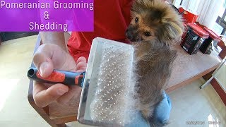 Pomeranian puppies hair shedding and grooming tips [upl. by Agiaf]