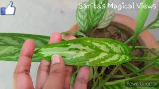 Aglaonema Silver queenChinese evergreen plant care amp grow [upl. by Guido]