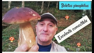 BOLETUS PINICOLA [upl. by Sabrina708]