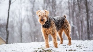 Exploring the Airedale Terriers Unique Bond with Otters [upl. by Rattray]