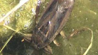 Giant Water Bug Belostomatidae Lethocerus [upl. by Declan]