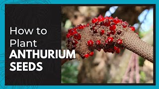 ANTHURIUM FOLIAGE  A Quickie Seed Propagation Intro amp Tutorial On How To Plant Your Anthurium Seeds [upl. by Tereb]