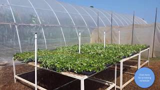 Strawberry Plug Plant Production Basics [upl. by Gronseth]