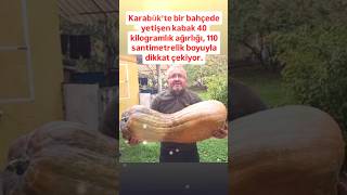 KARABÜKLÜ BİR ABİMİZİN BAHÇESİNDE YETİŞEN KABAK 40 KİLOGRAM AĞIRLIĞIK 110 SANTİMETRELİK BOYUYLA [upl. by Yrred911]