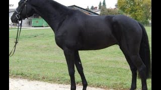 SOLD wwwsporthorsesonlinecom 2010 black Hanoverian Hunter gelding 161 hh [upl. by Ellenahc200]