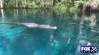 Alligator swims toward woman tries to bite paddleboard at Central Florida park [upl. by Saleme]