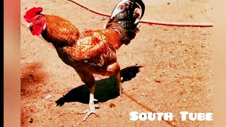 Seval koovuthu  Biggest rooster 🐓 in tamilnadu l Seval koli making sound [upl. by Kwok822]