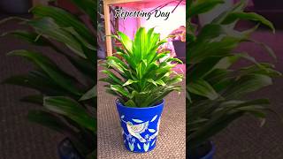 Repotting Dracaena Janet Craig  Home Garden [upl. by Delly]