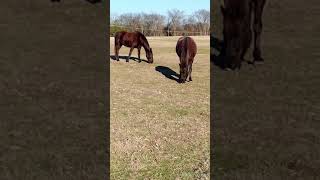 Horses amp Old Dominion Freight Lines still going strong after 90 years Southeast USA 🎶 [upl. by Gebler]