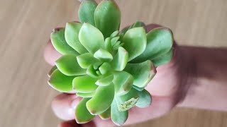 echeveria elegans unboxing  echeveria elegans care [upl. by Eugen]