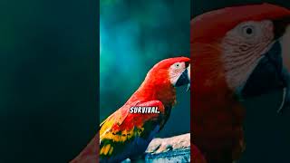 Macaws 🦜  The Architects of the Rainforest wildlife animals facts birds shorts [upl. by Tera]