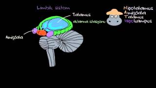 Duygular Limbik Sistem Sağlık Bilgisi ve Tıp [upl. by Yuri493]