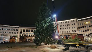 Nach Transportproblemen Weihnachtsbaum erreicht endlich Kassel 13112024 [upl. by Nollaf]