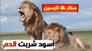 الاسد سكار و الاسد تايسون  اسود شربت الدم و واجهت المابوغو  اسود الزمن الجميل [upl. by Mencher165]