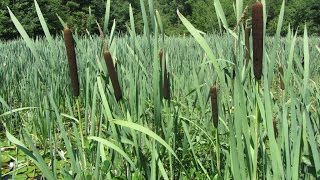 Summer Walk at Hopedale Parklands and Pond  2015 [upl. by Suoivatco2]