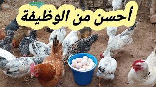 مشروع دجاج أعتبره أحسن من الوظيفة بألف درجة 🐓 تربية الدجاج البلدي 🥚 tarbiat djaj [upl. by Ylrebmic]