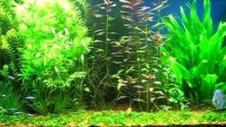 Planted Discus Aquarium Update [upl. by Dibb273]