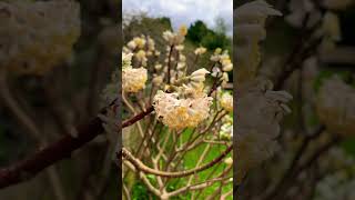 Edgeworthia Chrysantha Grandiflora  Oriental Paper Bush [upl. by Zennas]