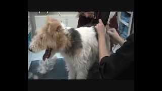 grooming a fox terrierwmv [upl. by Aihc]