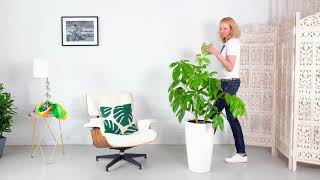 Schefflera Plant Potted In Lechuza Rondo Planter [upl. by Elletsirk]