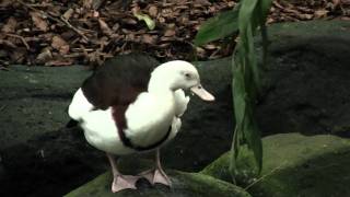 Radjah Shelduck or Burdekin Duck Tadorna radjah  Radjahgans [upl. by Maddi147]