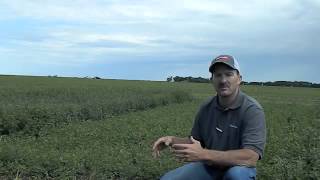 RoundUp Ready Alfalfa vs Conventional with Jeff [upl. by Singer]