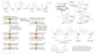 citosina desaminación luz ultravioleta alquilantes biología molecular biology [upl. by Berlin]