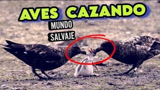 ⛔️AVES CAZANDO⛔️momentos increíblemente brutales de pájaros cazando a sus presas mundosalvaje [upl. by Aimet]