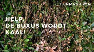 Help de Buxus wordt kaal Wat is er met de Buxus Schimmel [upl. by Wassyngton]