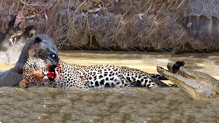 Gluttonous Jaguars Become Victims Of Otters And Crocodiles While Hunting [upl. by Clarette158]