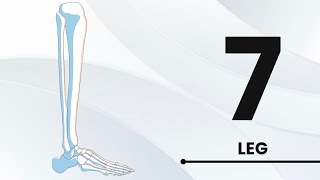 Anatomy LL Dorsum of the foot 7d [upl. by Airdnua]