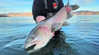 SCO SaltyCutthroatOutfitters Pyramid Lake NV Highlights 2024 [upl. by Ahsenav]