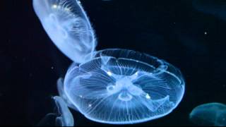 Medusa  Jellyfish  Medusozoa [upl. by Ittam]