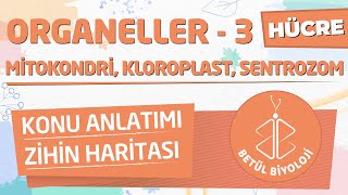 Organeller  3  Konu Anlatımı  9 Sınıf Biyoloji  TYT Biyoloji [upl. by Thorstein325]