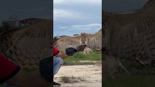 Amazing Beautiful of Changeable Hawk Eagle free fly amazing eagle eagleflying nature [upl. by Noelani]